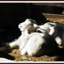 거산목장 이미지