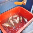 킹콩낚시 이미지