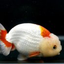 채형농장 이미지