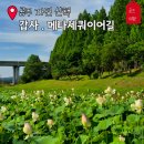 공주 가볼만한곳 | 갑사 산책 후 메타세쿼이어길, 자연을 따라 걸은 여름 하루
