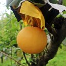 자영농장 이미지