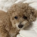 대구혁신메디컬 동물병원 이미지