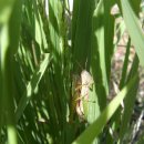 용천1리 이미지