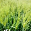 삼겹파티 이미지