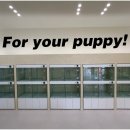 인천강아지분양 홍스퍼피 본점 이미지