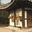 한국 사람팔자는 시래기 팔자와 같은 길을 걸었다 ! 이미지