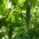 화원농장3 이미지