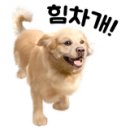 디스크독 연구소 이미지