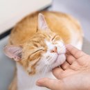 작은 친구 동물병원 이미지