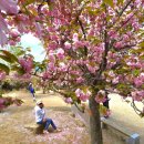 4월22일(화)=＞4월24일(목)경주겹벚꽃 우천과 강풍으로 인하여 부득이 변경합니다 불편을 끼쳐드려 대단히 죄송합니다 이미지