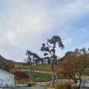 GR(음성군)-[가곡로]-상-17 | 일레븐CC] 산악 고지대에 자작나무, 다양한 수목이 있는 업다운 심한 도전적인 일레븐CC 후기 및 주변 맛집