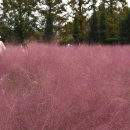 핑크파크 이미지