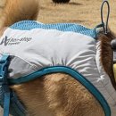 논스톱 | 🌡️ 대형견 여름 필수템? 논스톱 쿨링조끼 솔직 후기 (효과 몇시간 가냐면…)