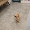 봄사랑 동물병원 이미지