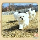 동작구강아지무료분양 기다려온 행복과의 만남
