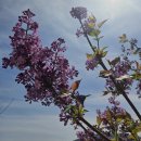 도곡리 마을회관 | {양평 여행} 물소리길 2코스 칙칙폭폭 옛 철길 터널을 지나는 길의 나만의 도보여행. 신원역->아신역 총...