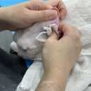 부산고양이미용&호텔 무냥무냥 대연점 이미지