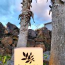 실론제주 이미지