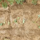 다팜농약사 이미지