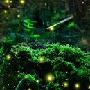 제주반디하우스 이미지