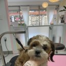 멍키매직 이미지