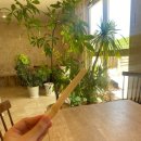 쿠스카페 | 미야코지마 5박6일 Ep.19 후나쿠스해변, 사탕수수카페, 스나야마비치