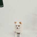복실애견 네이버블로그