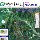 치악산둘레길 9코스 자작나무길 이미지