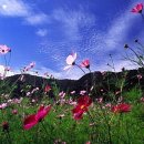 백마 농장2 이미지