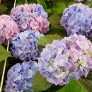 김영석농장 이미지