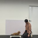 스탠독 | 대전 강아지피트니스 스탠독, 효과있었던 이유