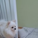 랑이옷장 이미지