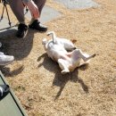 저지돌담민박 | 제주도 애견동반 3주살기 숙소 &#39;고씨네민박 2호점&#39; 이용후기