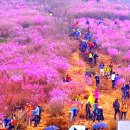 진달래 이미지