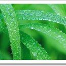 아침이슬 이미지