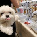 멍멍이집 이미지