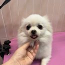 허그퍼피 이미지