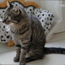 이웃집동물병원 네이버블로그