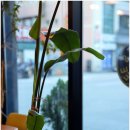 볼리스커피