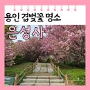 은성사 | [경기도 용인] 기흥구 동백 겹벚꽃 명소 은성사 방문 후기 주차장 개화