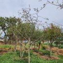 서부로R 이미지