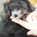 아담스펫강아지&가필드고양이 이미지