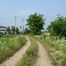 황새울길 이미지