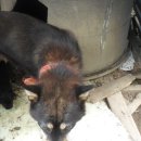 가오농장2 이미지