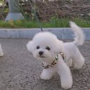 몽트라슈 이미지