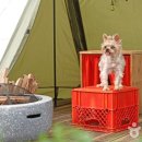 실내정원에서 댕댕이와 보내는 따듯한 시간, 미타임 강화 이미지