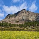 제주 서귀포 산방산 | 제주 서귀포 산방산 유채꽃 실시간 후기 인생샷 명소 위치 입장꿀팁 주변 코스