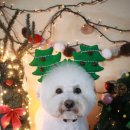 망고펫살롱 이미지