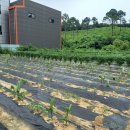 풍년농장 이미지