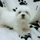 몽블리 펫샵 이미지